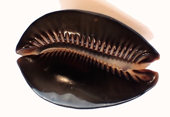 P8099504a.jpg